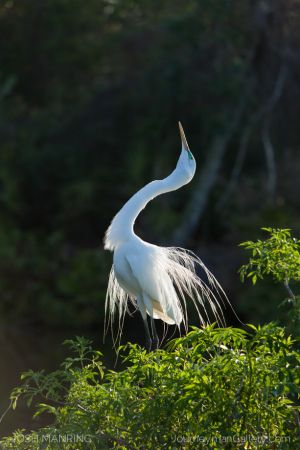 Josh Manring Photographer Decor Wall Art -  Florida Birds Everglades -7.jpg